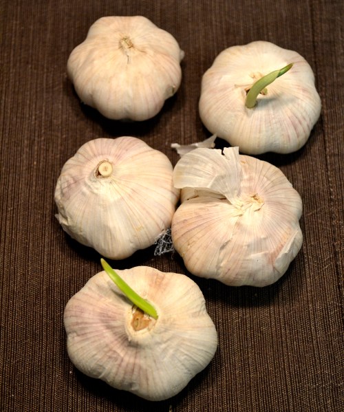 garlic troves